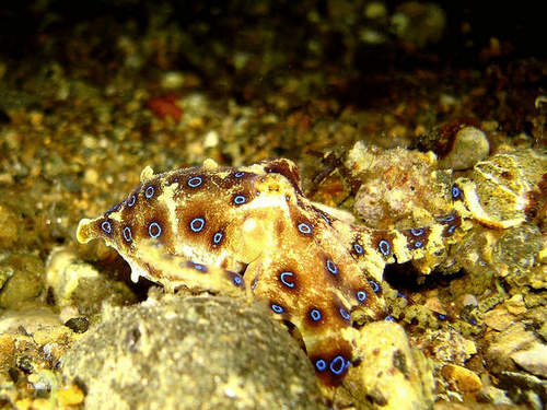 剧毒蓝环章鱼当宠物卖 被咬能置人于死地