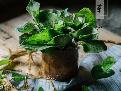 鱼腥草如何治疗湿疹问题-养生防病