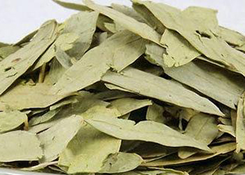 番泻叶的功效与作用_番泻叶的正确服用方法_