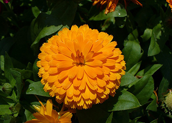 【金盏菊】金盏菊的功效与作用_金盏菊泡水喝