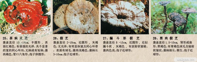 灵芝种类有哪些 野生灵芝种类一览