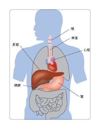 分享肝脏保健知识——了解肝脏的功能吗?-美国优莎娜(USANA)-中国美容美体网