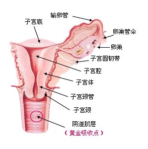 针灸缩阴什么原理_针灸缩阴手法图(2)