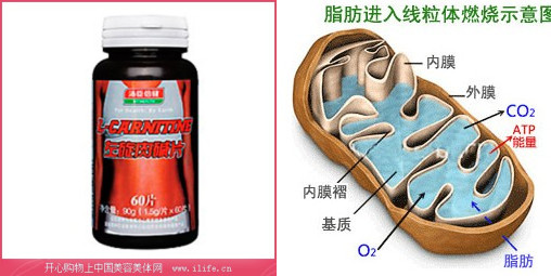 汤臣倍健左旋肉碱片的特点和原理-汤臣倍健(b