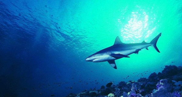 HABA鲨烷油鲨烷美容油的功效怎么样?-HABA