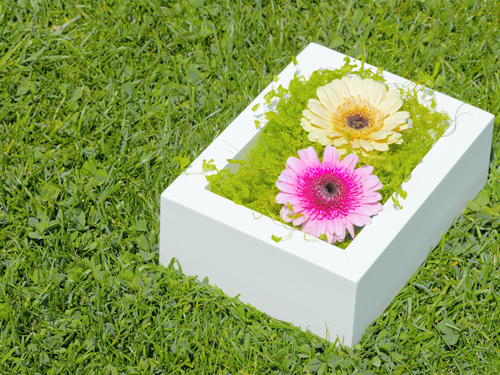 葆婴:母婴与家庭营养领域最值得信赖的领导者