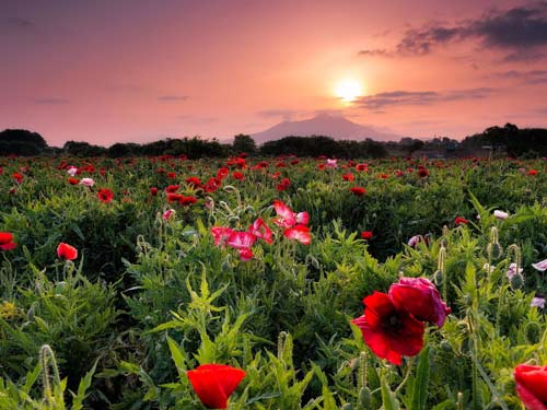 美国凯安尼:什么是先天性心脏病?-凯安尼(Kya