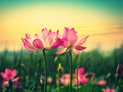 美商婕斯如何做到身心健康?-美商婕斯(Jeunes