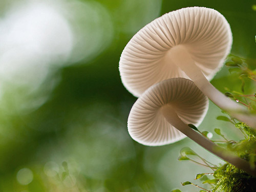 天狮官网揭秘提高身体免疫力吃什么好-天狮(T