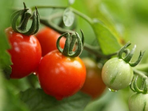 康宝莱推荐晚间西红柿减肥法 吃出享瘦好身材