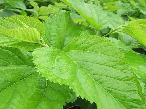 美国康宝莱放大招桑叶减肥法 3步就轻松甩脂更