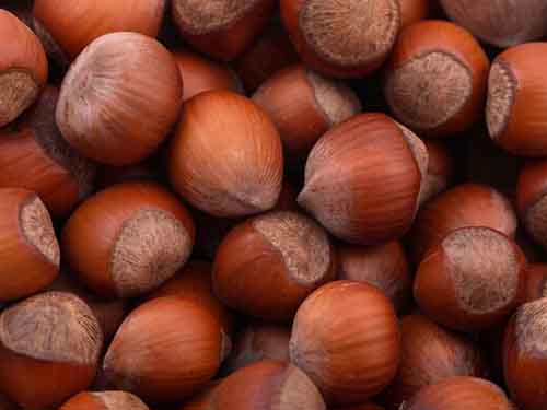 外国人眼中的人参果 天狮官网告诉你吃板栗的