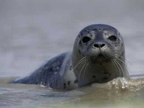 三生御坊堂海狗油胶囊的优点有哪些