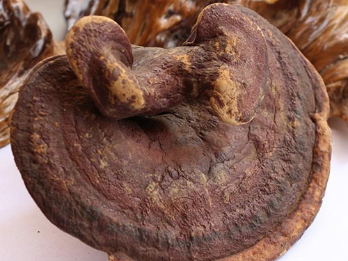 吃新章灵芝粉有什么好处的呢-新章(New_Chap