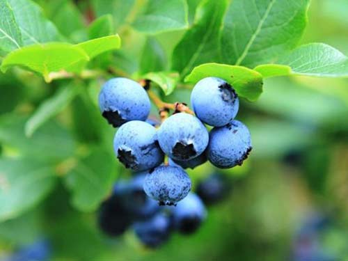 蓝莓花青素含量丰富 有强抗氧化剂