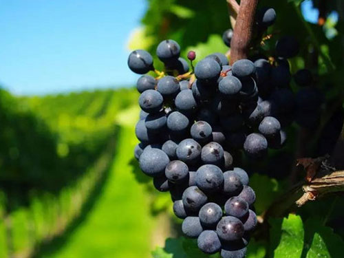 白藜芦醇有什么功效和作用?