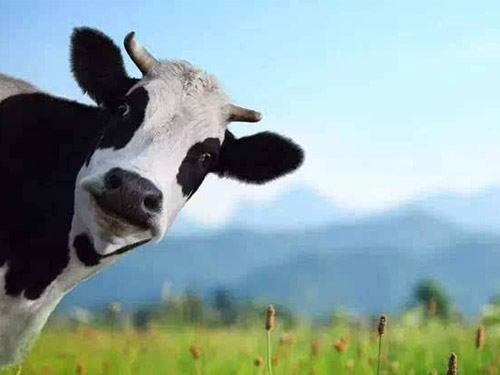牛初乳的作用-牛初乳(Colostrum)