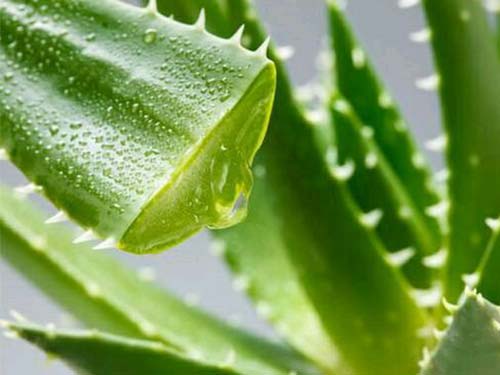 芦荟汁能直接涂脸吗? 怎么用芦荟汁涂脸-芦荟