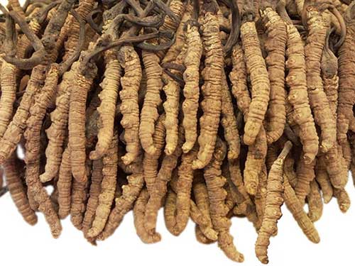 女性朋友吃冬虫夏草的好处有什么?-冬虫夏草(