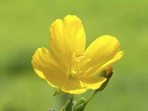 618购物节权健教你权健辅酶Q10的用法-权健(