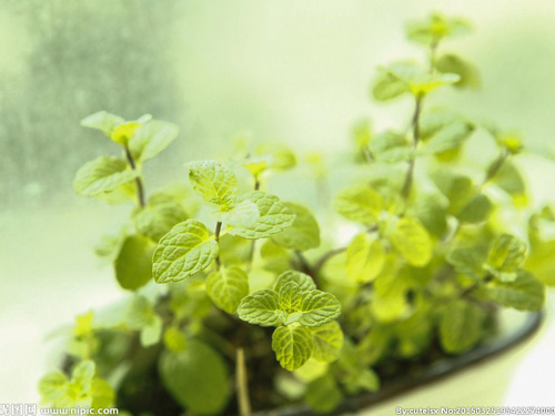 薄荷治疗口臭的几个小偏方