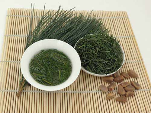 松针酵素的功效与作用有什么?