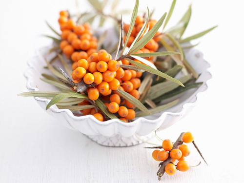 沙棘果的主要营养价值与制作方法-鼎鑫沙棘(D