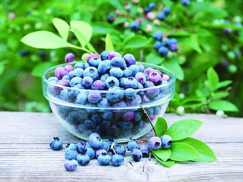 花青素有什么功效 花青素功效的排行榜-雅梵哲