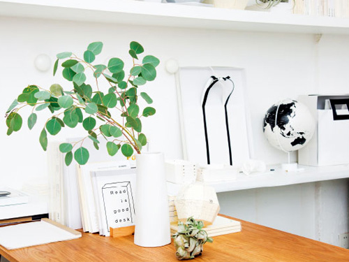 尤加利精油有什么作用功效 可以增强免疫力吗