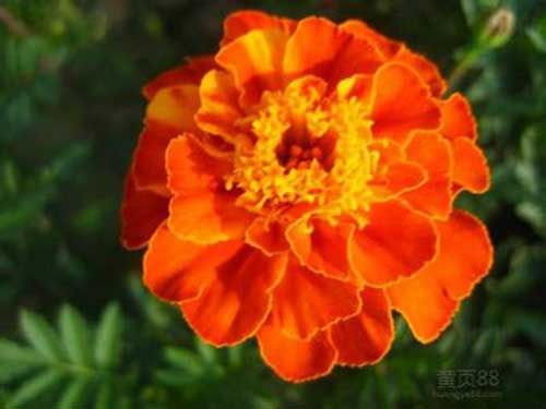 叶黄素的副作用有哪些呢?