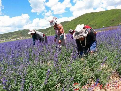 熏衣草精油怎么用 去痘印6种方法