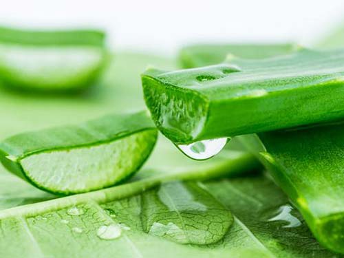 库拉索芦荟汁能直接涂脸上吗 怎么用库拉索芦