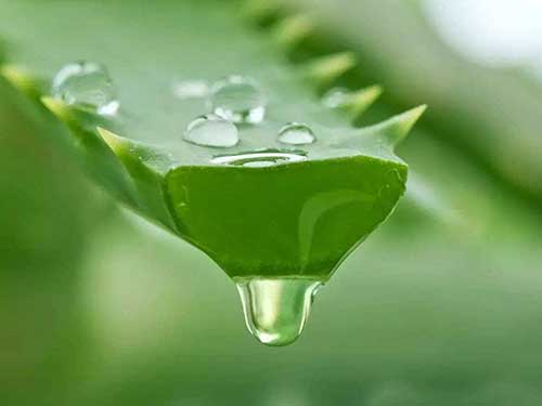库拉索芦荟胶可以美白吗 最全的库拉索芦荟胶