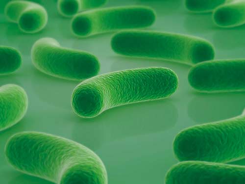 益生菌酸奶哪个牌子好 益生菌好品牌大集合-益