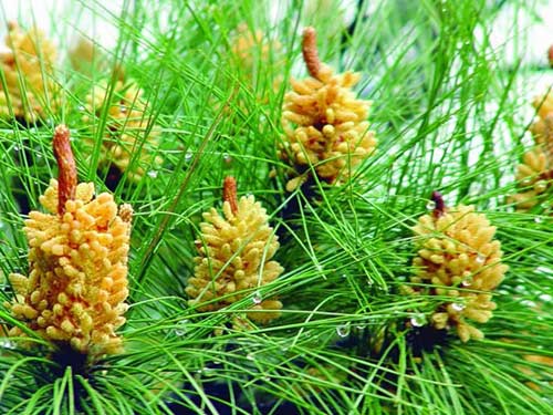 国珍松花粉的功效与作用-国珍(GuoZhen)