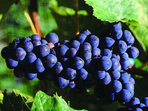 心脏不好吃什么水果,饮食最关键-蓝莓(Blueber