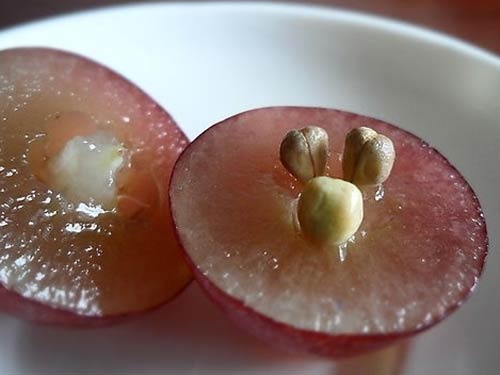 葡萄籽适合直接食用吗?
