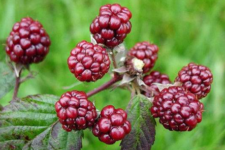 桑葚酵素有什么功效和作用