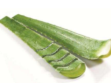 芦荟泡水喝有什么功效