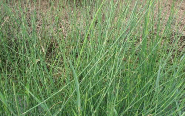 木贼的功效与作用