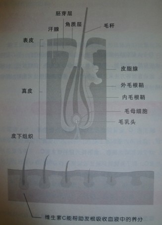 <em>掉头发缺</em>什么<em>维生素</em>-<em>维生素</em>(Vitamin)-中国美容