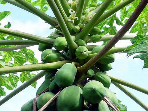 木瓜酶是什么