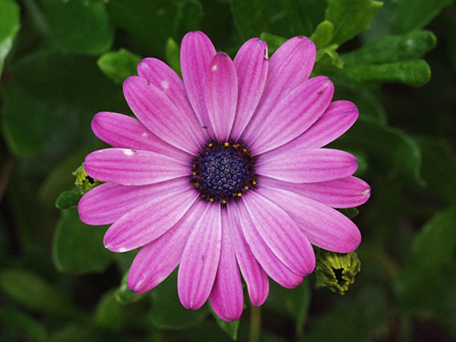 紫锥菊的副作用