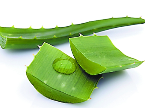 芦荟煮水喝有什么作用