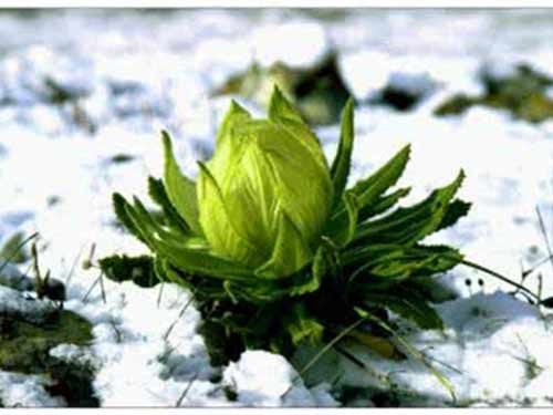 天山雪莲怎么吃