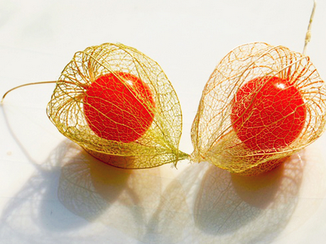 姑娘果的功效及作用