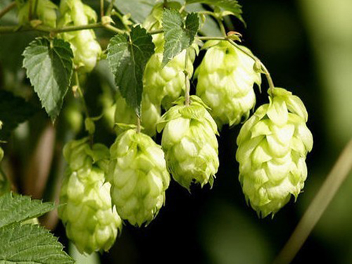 干啤酒花的功效与作用