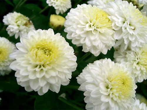 杭白菊与贡菊的区别