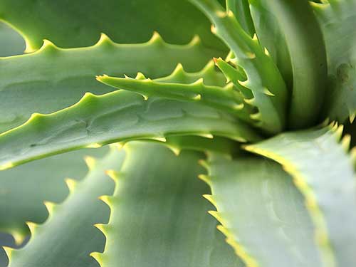 怎样用新鲜芦荟祛斑