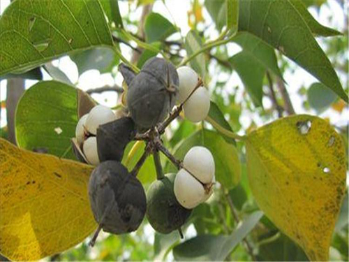 乌桕子主要功效与作用